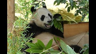 Giant Pandas 101  Nat Geo Wild [upl. by Vasti]