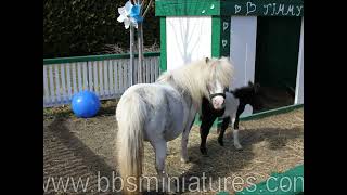 Pouliche miniature horse filly enr triple au Ranch BBSM [upl. by Biondo]