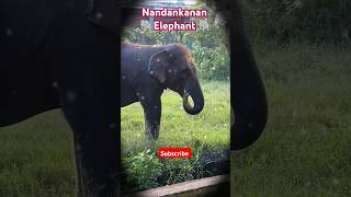 Hati Mera sathii hathi hathirajakahanchale nandankanan bhubaneswar reelsvedio odisha [upl. by Teryl]