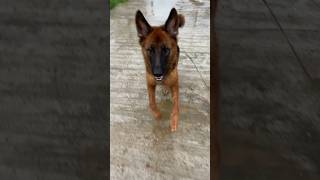 Baffy on the run 🐾trending viral germanshepherd doglover baffy monsoon jaipur news puppy [upl. by Mulderig895]