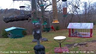 Bluebirds feeding in bluebird feeder on PA Bird Feeder 2 162023 [upl. by Rask]