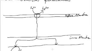 Eisenoxidation durch Thiobacillus ferrooxidans [upl. by Anaillil]