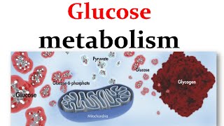 Overview of glucose metabolism [upl. by Neeneg799]