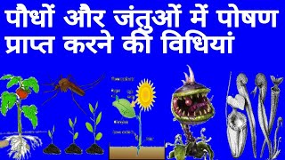 पौधों और जंतुओं में पोषण प्राप्त करने की विधियां  vanaspati me poshan study biology [upl. by Bil839]