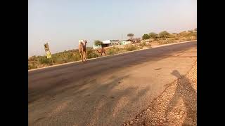 Road CamelCamel walking Aria Pakistan Jungle Camel [upl. by Anayeek]