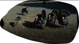 Turkey Trot Circle Dance [upl. by Lalo]