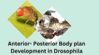 Anterior  Posterior Body Plan Development in Drosophila  MSc Zoo  SEM 3  Dr RaniSDharan [upl. by Delanos]