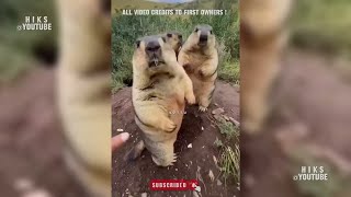 🔞 Animal Funny Videos Sinhala  සත්තු කතා කරන වීඩියෝ  සත්තුන්ගේ ආතල් විතරමයි  Lindula [upl. by Faline273]