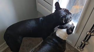 Boston Terrier goes nuts Mummy just arrived home [upl. by Waldos689]