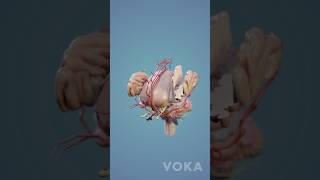 Brain Anatomy 3D Visualization  Neuroanatomy in 3D with VOKA Anatomy Pro [upl. by Zingale]