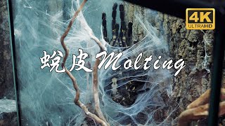 藍寶石華麗雨林成體捕鳥蛛 蛻皮實錄 Poecilotheria metallica Adult tarantula molting record 4K [upl. by Piscatelli]