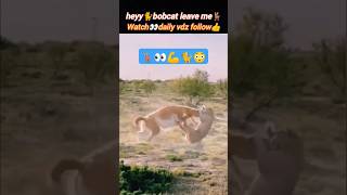 Leave me😳  bobcat attack  animal hunting  cat lovers  Wildshikaari007  shorts nature [upl. by Etteuqram]