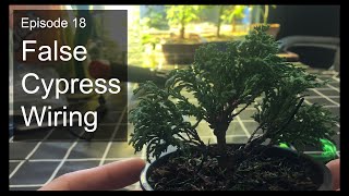 Episode 18 Chamaecyparis pisifera Sawara False Cypress Wiring [upl. by Jay]