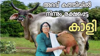 ജീവൻ രക്ഷപ്പെട്ടവരുടെ സന്തോഷം ഇവിടെ കാണാം cow farming malayalam [upl. by Marguerie]