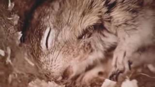 Best Documentaries  Investigating Hibernation 1972  Amazing Rare Film [upl. by Redmund32]