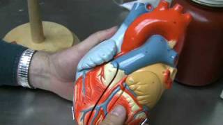 Heart Anatomy Part 1 [upl. by Carolee513]