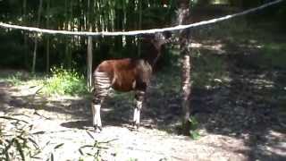 Bioparc Doué la Fontaine okapi volière [upl. by Latt]