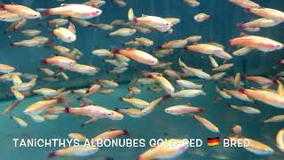 Tanichthys albonubes GOLDRED 🇩🇪 bred [upl. by Milton]