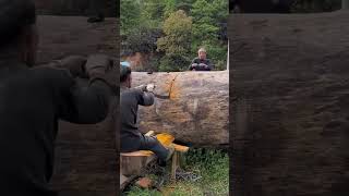 Hand saw cutting process of oak wood [upl. by Vallo561]