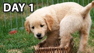 Do THIS Day 1 With Your New Golden Retriever Puppy [upl. by Mcevoy]