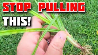 SECRETS to stopping Nutsedge [upl. by Swayne]