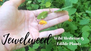 Eat the Weeds How To Identify Jewelweed AKA Touch Me Not [upl. by Atekan]