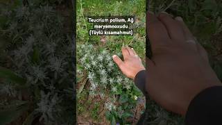 Teucrium polium Ağ məryəmnoxudu bitkisi qısa məlumatlandırma Tüylü kısamahmut herbal flowers [upl. by Okram700]