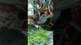 Marcotted Black Prince Rubber Tree  Miss Mary Cris rubbertree marcot airlayer plants garden [upl. by Aillicirp]