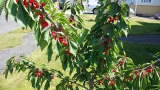 How to prune a Dwarf Cherry Tree [upl. by Lisabet]