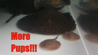 Breeding freshwater stingrays in smaller aquariums It can be done [upl. by Annahsit]