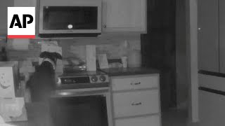 WATCH Dog accidentally turns on stove and starts a fire [upl. by Magna814]