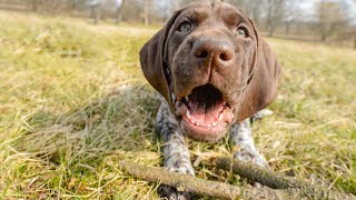 How to Keep Your German Wirehaired Pointer Healthy with Regular Vet Visits [upl. by Rehpotsrihc519]