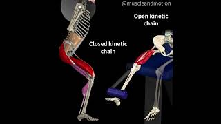 OPEN AND CLOSED KINETIC CHAINS🔁 [upl. by Atsylac202]