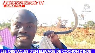 élevage de cochon dInde en Afrique  les obstacles [upl. by Kylen]