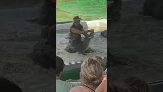 Crazy dude with alligators Friend had his arm ripped off [upl. by Anairt937]