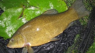 Tench Fishing on a Yorkshire Clay Pit [upl. by Ttevi]