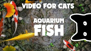 VIDEO FOR CATS ★ fish AQUARIUM 1 hour [upl. by Maharva141]