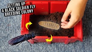 Setting Up A Calci Worm  Phoenix Worm Breeding Colony [upl. by Anires]