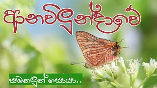 සමනලුන් සොයා ආනවිලුන්දාවට  Butterflying at Anawilundawa Ramsar Wet Land butterfliesofsrilanka [upl. by Treulich]