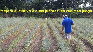 ¿Fertilizar con urea es malo [upl. by Aikemot]