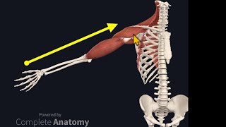 Osteopathy Treatment Techniques Treating the Shoulder [upl. by Yenoh]