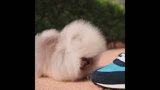 Cutest Dog Ever Thinks Shoe is a Monster [upl. by Sewoll]