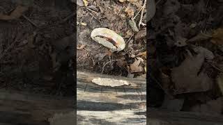 The poor red belted conk fungus got knocked off again fungi [upl. by Leola]