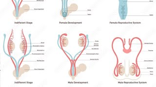 Development of Male external genitalia Part 02  2nd Year MBBS OSPE [upl. by Nessim]