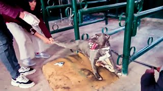 Rescued Pitbull ko ilaaj ke liye kaise handle karein [upl. by Sej38]