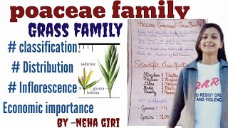 poaceaeGramineaeGrass Family class 11th 12th Bsc  Msc  economic importance by neha giri [upl. by Held]