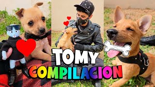 🥹 El RESCATE de TOMY 🐶 COMPILACION Completa 💖 tomy rescate perritos funny humor cute love [upl. by Pages]