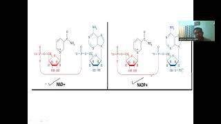 Nicotinamide adenine dinucleotidephosphate as cofactor cofactors biochemistry [upl. by Telocin716]