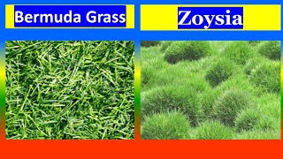 Bermuda Grass Vs Zoysia [upl. by Notecnirp]