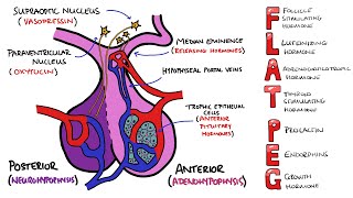 Anterior v Posterior Pituitary Gland  PLUS Anterior Pituitary Hormones Mnemonic FLAT PEG [upl. by Willet936]